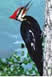 Pileated Woodpecker